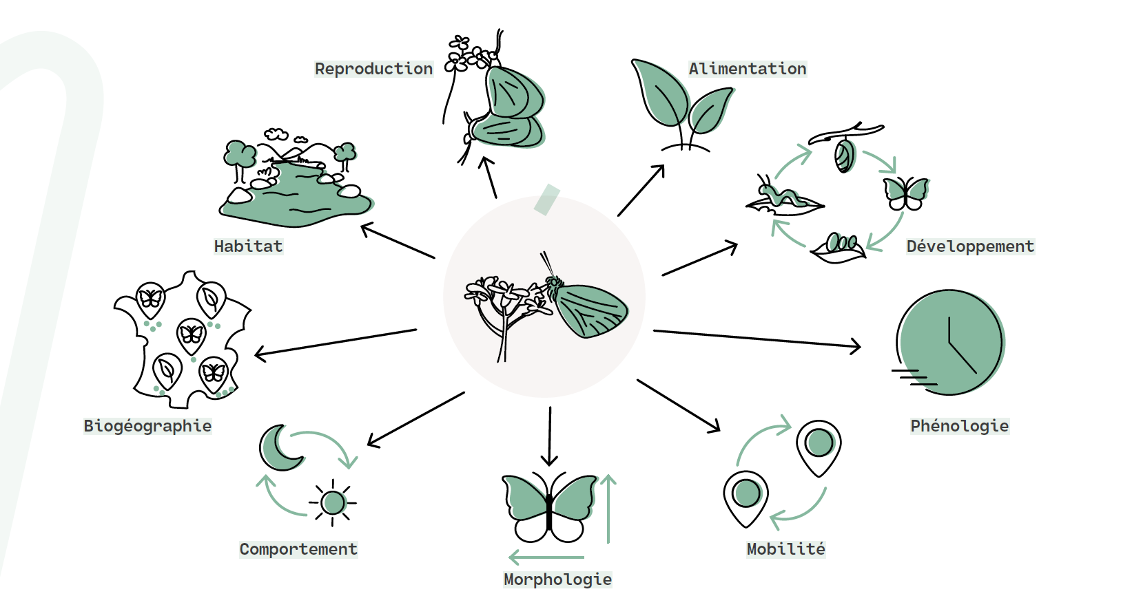 Schéma des neuf grandes catégories de traits de vie d'un papillon : Reproduction, Alimentation, Développement, Phénologie, Mobilité, Morphologie, Comportement, Biogéographie et Habitat.