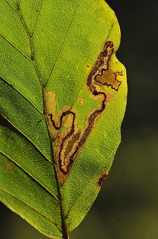 Stigmella hemargyrella (Kollar, 1832), Nepticulidae, Vosges — microlépidoptère emblématique de la difficulté à qualifier une donnée d'observation sans expertise spécialisée