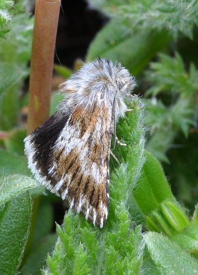 Omia cymbalariae (Hübner, 1809) ?, Noctuidae, Hautes-Alpes — détermination à confirmer, cas typique où le barcoding apporte une réponse