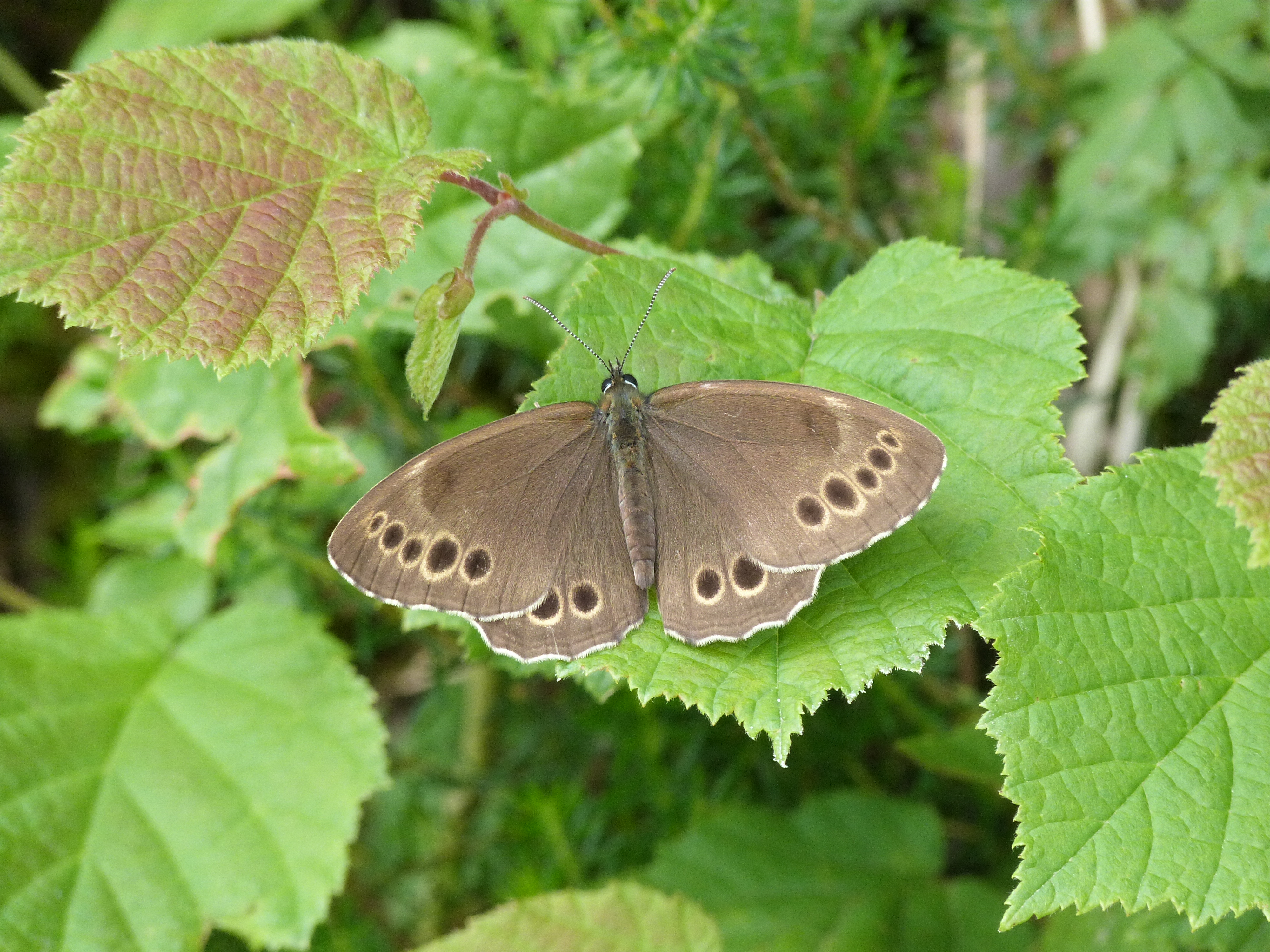La Bacchante en Occitanie : nouvelles observations et synthèse de la connaissance sur sa répartition (Lepidoptera : Nymphalidae)